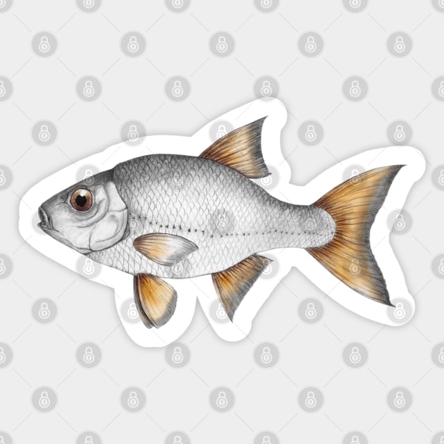 Common roach fish Sticker by Bwiselizzy